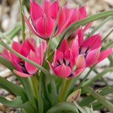 Little Beauty Wildflower Tulip